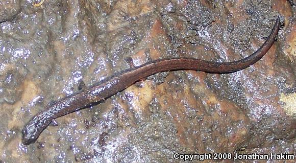 California Slender Salamander (Batrachoseps attenuatus)