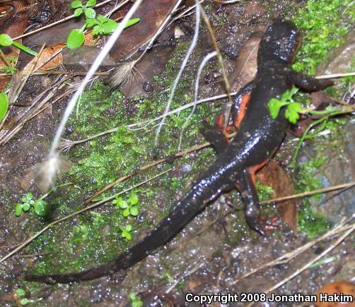 Red-bellied Newt (Taricha rivularis)