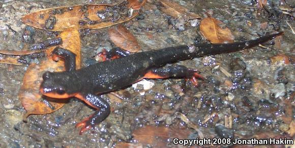 Red-bellied Newt (Taricha rivularis)