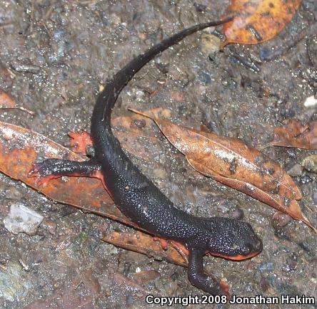 Red-bellied Newt (Taricha rivularis)