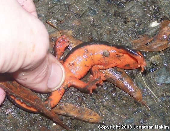 Red-bellied Newt (Taricha rivularis)