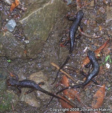 Red-bellied Newt (Taricha rivularis)