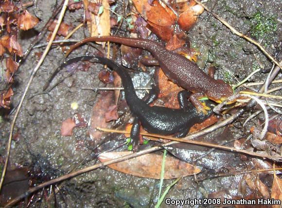 Red-bellied Newt (Taricha rivularis)