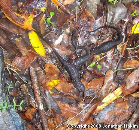 Red-bellied Newt (Taricha rivularis)