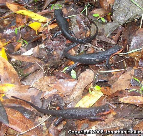 Red-bellied Newt (Taricha rivularis)