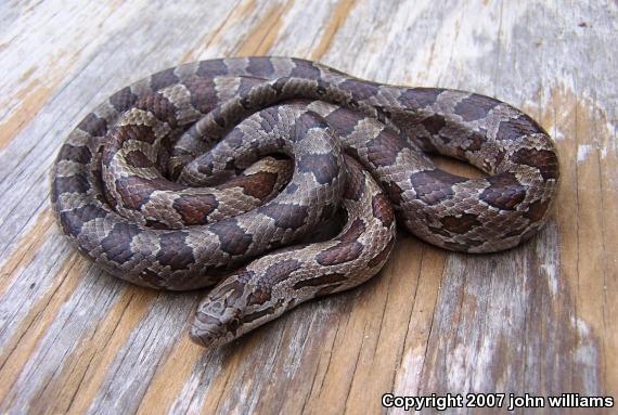 Prairie Kingsnake (Lampropeltis calligaster calligaster)