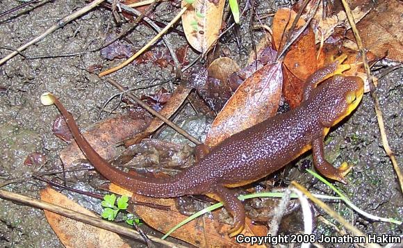 Coast Range Newt (Taricha torosa torosa)