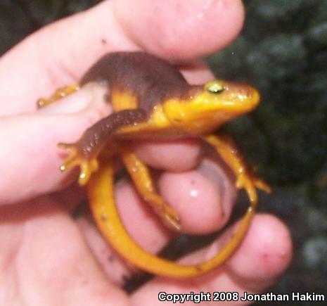 Coast Range Newt (Taricha torosa torosa)