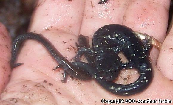 Speckled Black Salamander (Aneides flavipunctatus flavipunctatus)