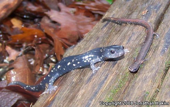 Speckled Black Salamander (Aneides flavipunctatus flavipunctatus)