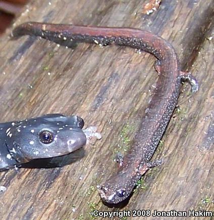 California Slender Salamander (Batrachoseps attenuatus)