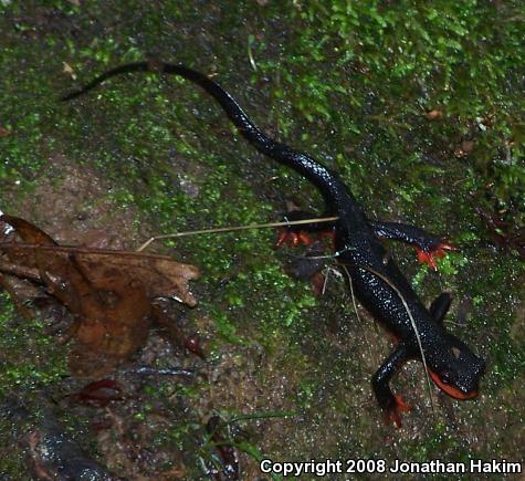 Red-bellied Newt (Taricha rivularis)