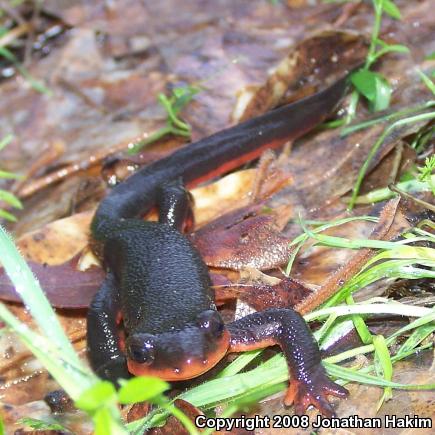 Red-bellied Newt (Taricha rivularis)