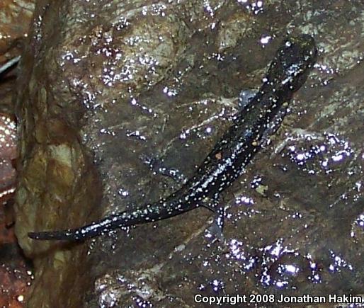 Speckled Black Salamander (Aneides flavipunctatus flavipunctatus)