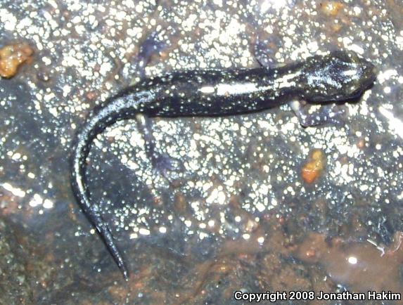 Speckled Black Salamander (Aneides flavipunctatus flavipunctatus)