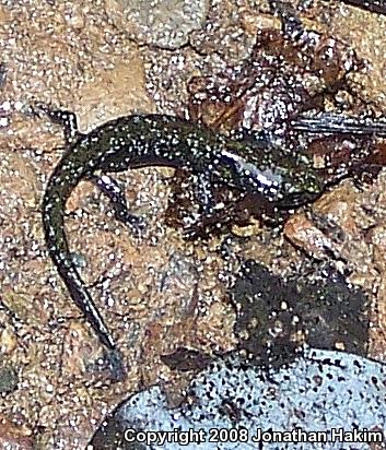 Speckled Black Salamander (Aneides flavipunctatus flavipunctatus)