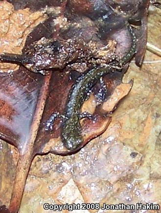 Speckled Black Salamander (Aneides flavipunctatus flavipunctatus)