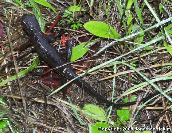 Red-bellied Newt (Taricha rivularis)