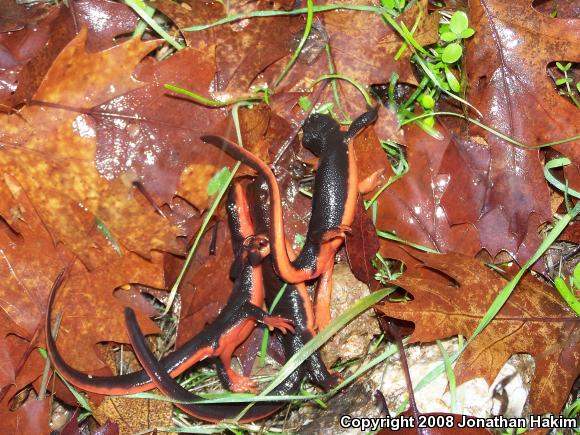 Red-bellied Newt (Taricha rivularis)