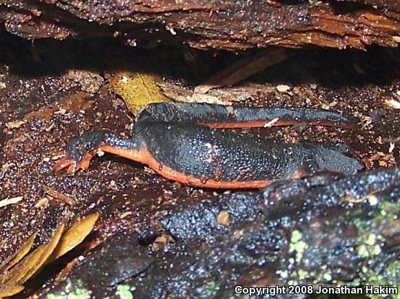 Red-bellied Newt (Taricha rivularis)