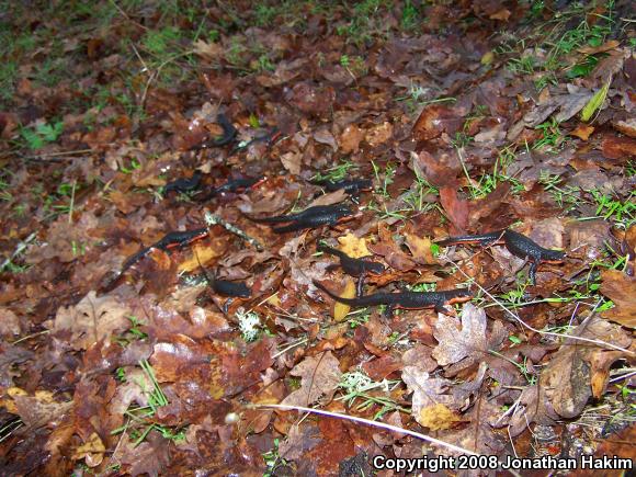 Red-bellied Newt (Taricha rivularis)