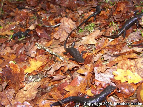 Red-bellied Newt (Taricha rivularis)