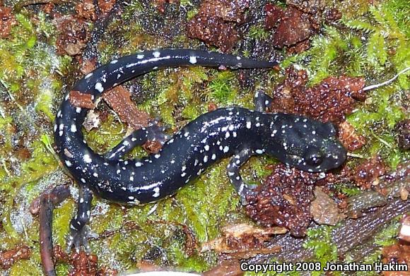 Speckled Black Salamander (Aneides flavipunctatus flavipunctatus)