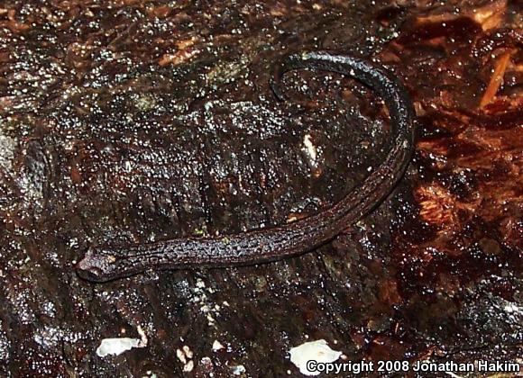 California Slender Salamander (Batrachoseps attenuatus)