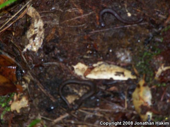 California Slender Salamander (Batrachoseps attenuatus)