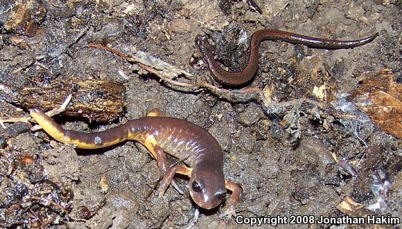 Oregon Ensatina (Ensatina eschscholtzii oregonensis)