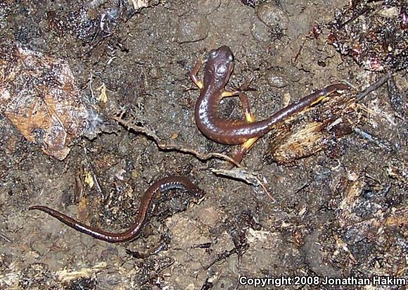 Oregon Ensatina (Ensatina eschscholtzii oregonensis)