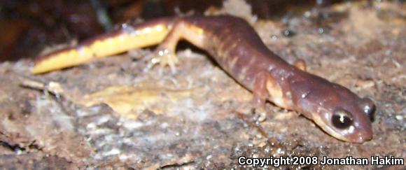 Oregon Ensatina (Ensatina eschscholtzii oregonensis)