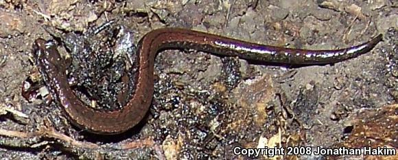 California Slender Salamander (Batrachoseps attenuatus)