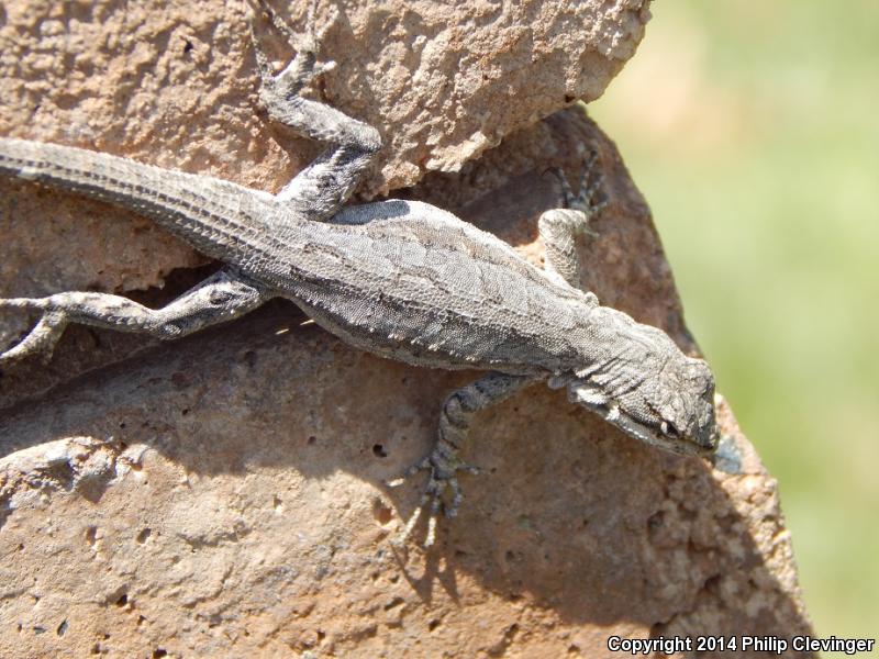 Colorado River Tree Lizard (Urosaurus ornatus symmetricus)