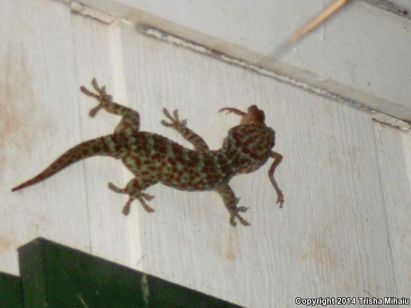 Tokay Gecko (Gekko gecko)