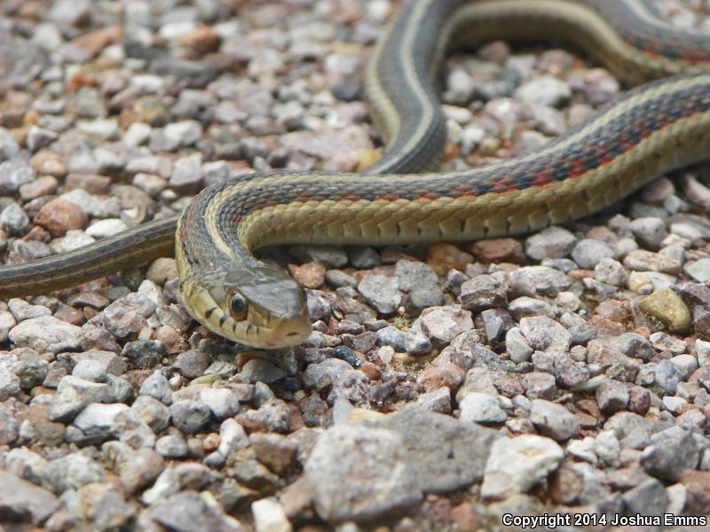 New Mexico Gartersnake (Thamnophis sirtalis dorsalis)