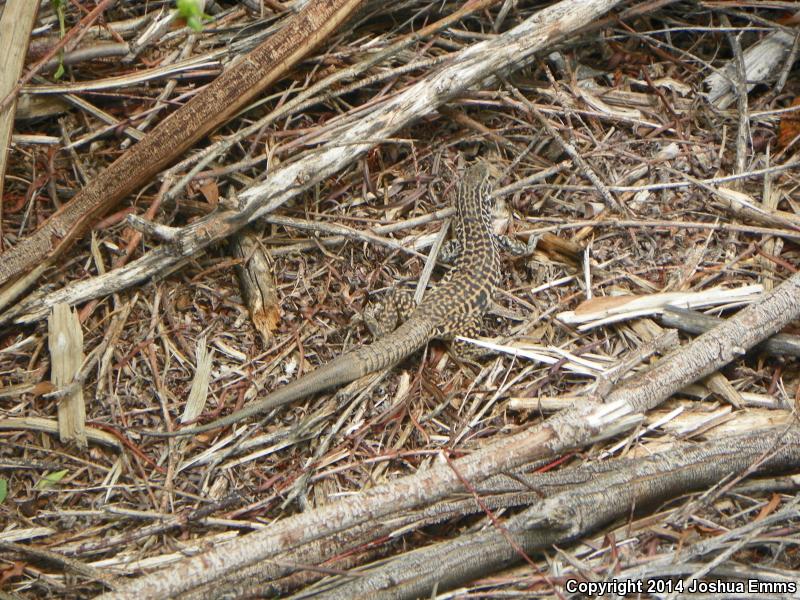 Western Marbled Whiptail (Aspidoscelis marmorata marmorata)