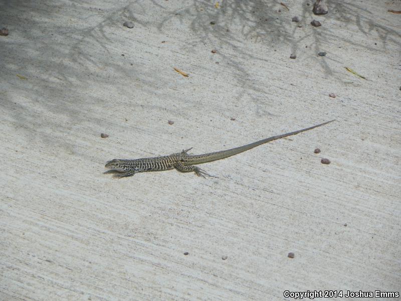 Western Marbled Whiptail (Aspidoscelis marmorata marmorata)