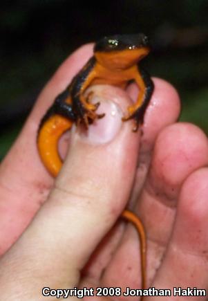 Northern Rough-skinned Newt (Taricha granulosa granulosa)