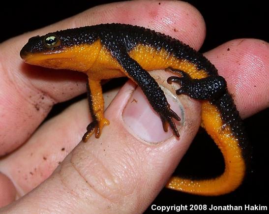 Northern Rough-skinned Newt (Taricha granulosa granulosa)