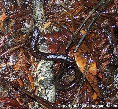 California Slender Salamander (Batrachoseps attenuatus)