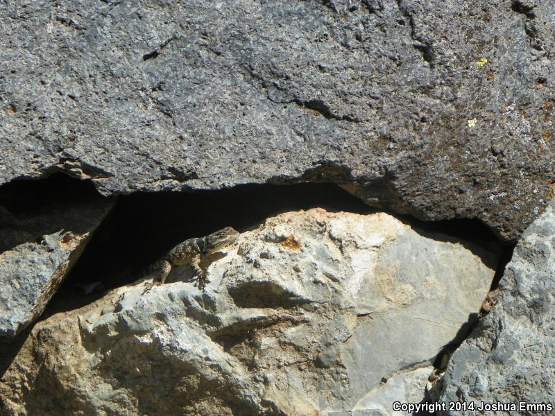 New Mexico Crevice Spiny Lizard (Sceloporus poinsettii poinsettii)