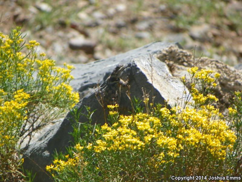 New Mexico Crevice Spiny Lizard (Sceloporus poinsettii poinsettii)