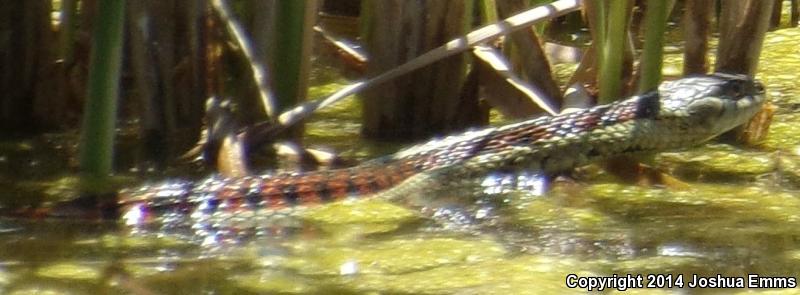 New Mexico Gartersnake (Thamnophis sirtalis dorsalis)