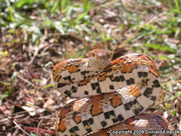 Red Cornsnake (Pantherophis guttatus)