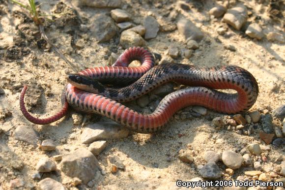 Kirtland's Snake (Clonophis kirtlandii)