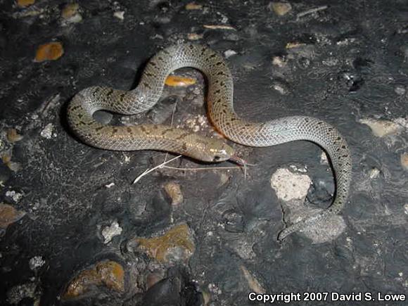 Tamaulipan Hook-nosed Snake (Ficimia streckeri)