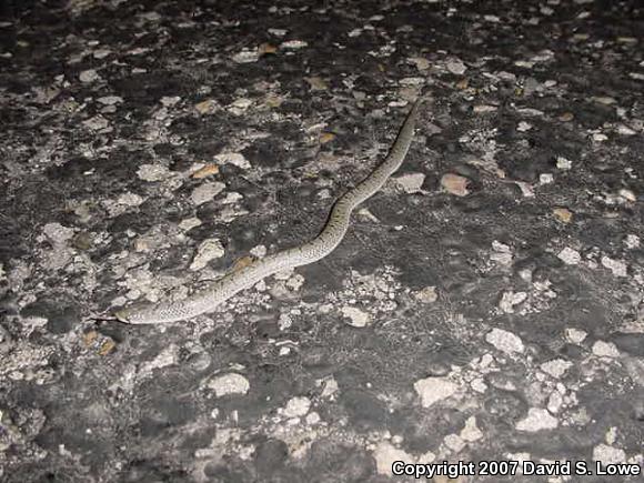 Tamaulipan Hook-nosed Snake (Ficimia streckeri)