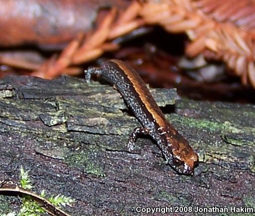 California Slender Salamander (Batrachoseps attenuatus)