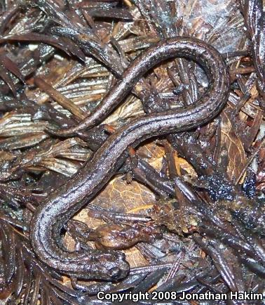 Gabilan Mountains Slender Salamander (Batrachoseps gavilanensis)